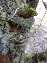 Phellinopsis conchata