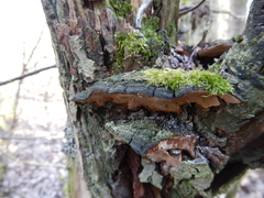 Phellinopsis conchata