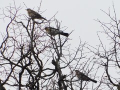 Turdus pilaris