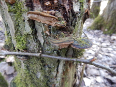 Phellinopsis conchata