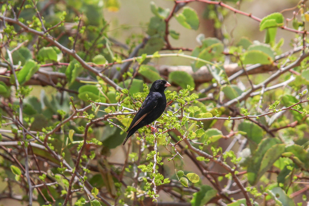 Purple Indigobird photo