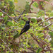 Purple Indigobird - Photo (c) Peter Steward, some rights reserved (CC BY-NC)