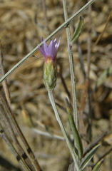 Xeranthemum cylindraceum