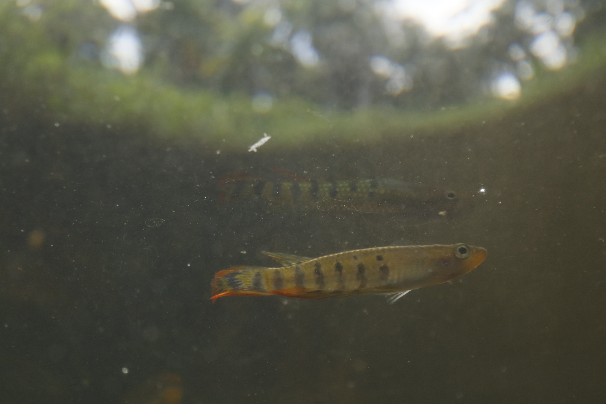 Aplocheilus werneri