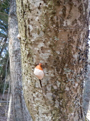 Fomitopsis pinicola
