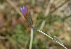 Xeranthemum cylindraceum