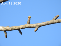 Ginkgo biloba