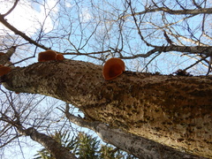 Fomitopsis pinicola