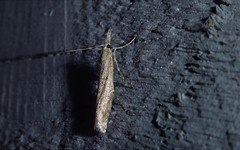 Orocrambus cyclopicus