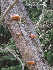 Fomitopsis pinicola