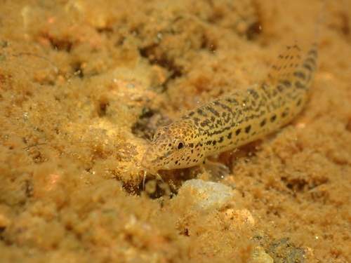 Common spiny loach (Lepidocephalichthys thermalis) — Cobitidae — 3
