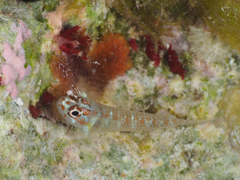 Spotted Fringefin Goby photo 2