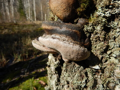 Phellinus igniarius