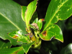 Chalepistes costifer