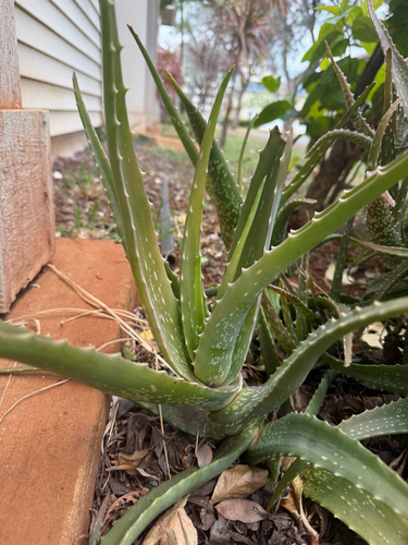 Aloe vera, 2026-05-28