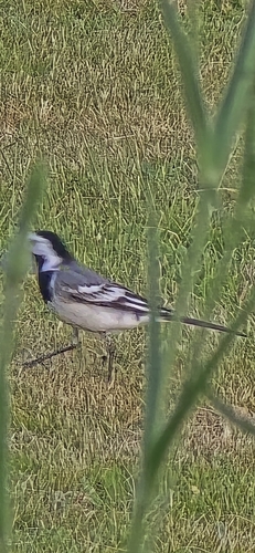 White Wagtail