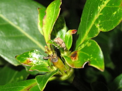 Chalepistes costifer