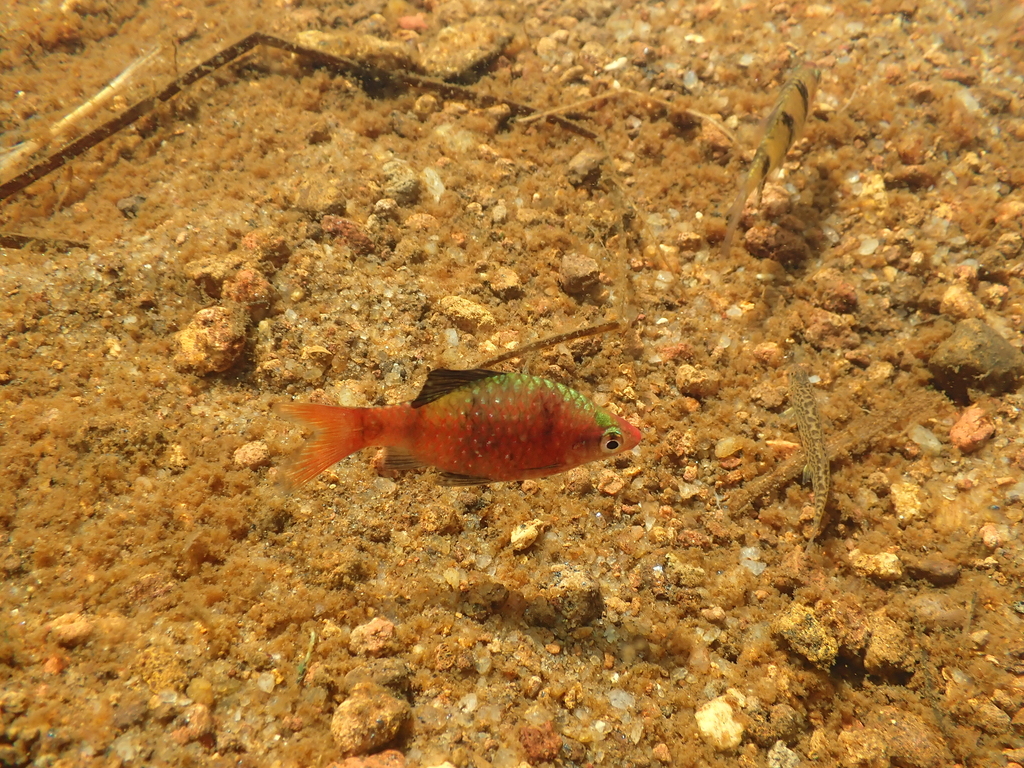 Black ruby barb (Pethia nigrofasciata) — Cyprinidae