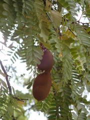 Tamarindus indica image