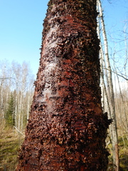 Fungi