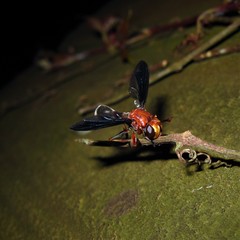 Physocephala floridana