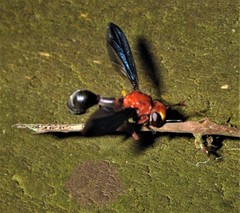 Physocephala floridana