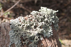 Hypogymnia subphysodes