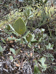 Garrya veatchii, photograph (c) klicklo, some rights reserved (CC BY)