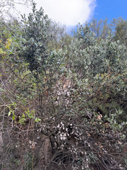 Garrya veatchii, photograph (c) klicklo, some rights reserved (CC BY)
