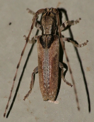 Deroplia verticalis