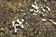 Peltigera dolichorhiza