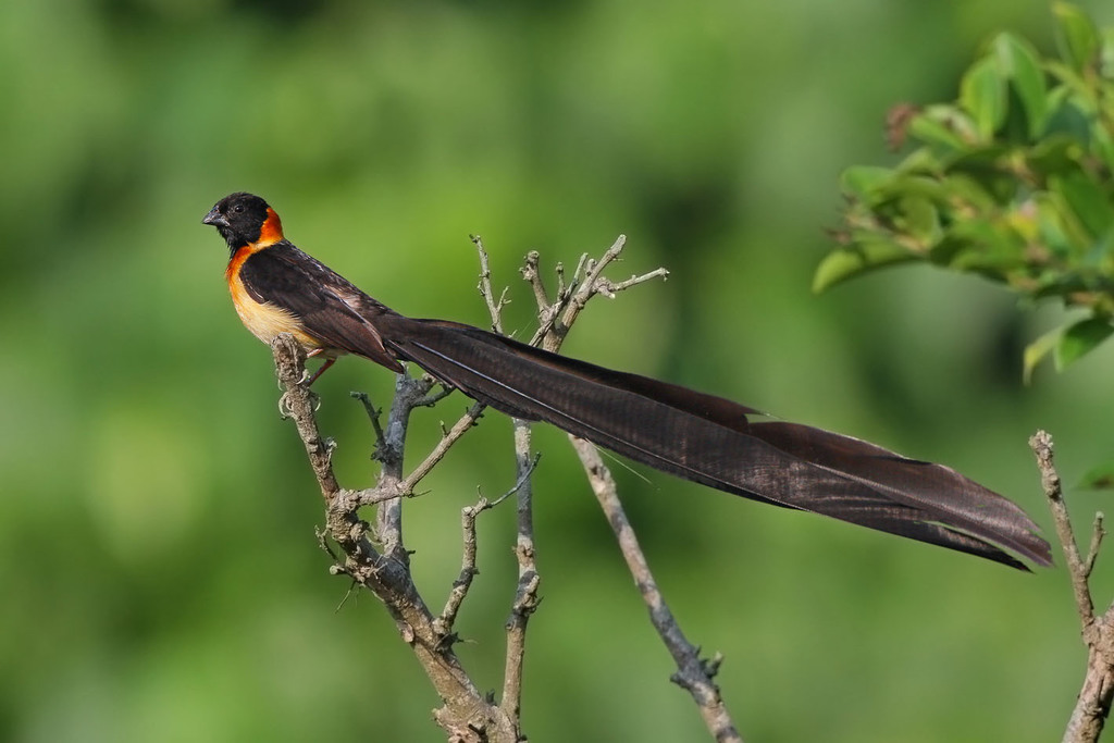 Broad-tailed Paradise-Whydah photo