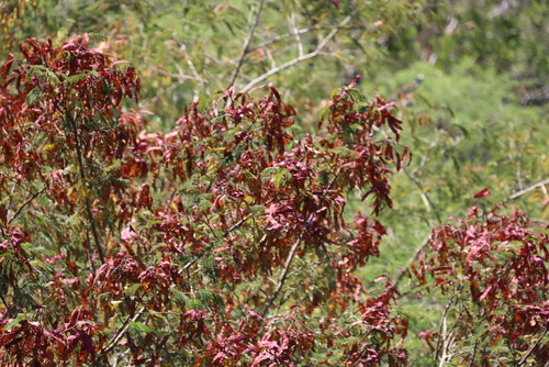 Senegalia ataxacantha, photograph 4
