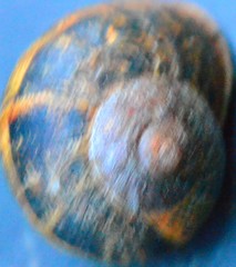 Cornu aspersum