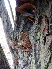 Phellinopsis conchata