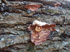 Fungi