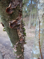 Fungi