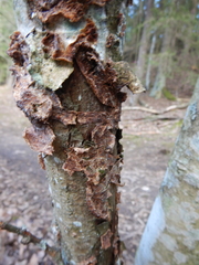 Fungi