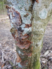 Fungi