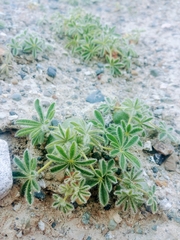 Lupinus densiflorus densiflorus