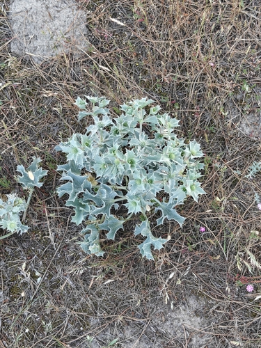 Sea Holly