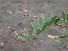 Tephrosia purpurea image