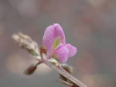 Tephrosia purpurea image