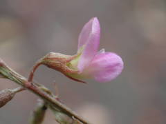 Tephrosia purpurea image