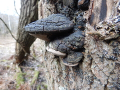 Phellinus igniarius