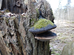 Phellinus igniarius