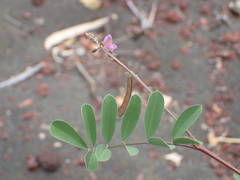 Tephrosia purpurea image