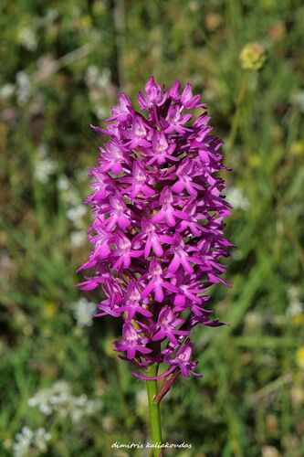 pyramidal orchid