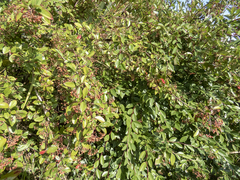 Cotoneaster glaucophyllus