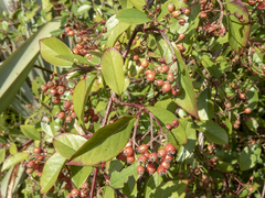 Cotoneaster glaucophyllus